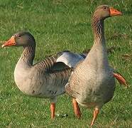 Greylag Goose