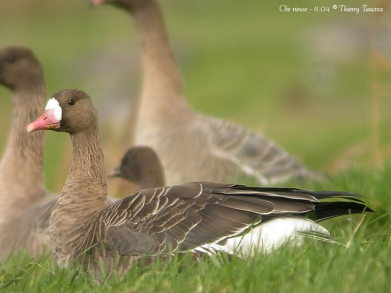 Greater White-fronted Goose