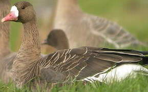 Greater White-fronted Goose