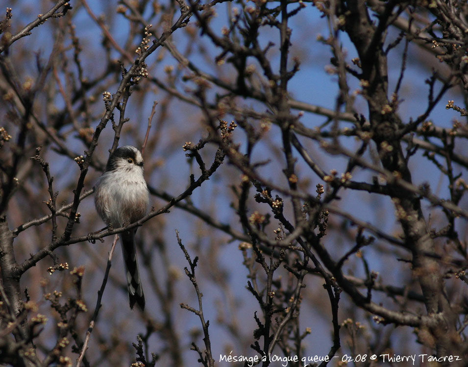 Long-tailed Tit