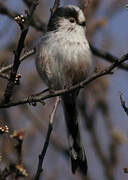 Long-tailed Tit