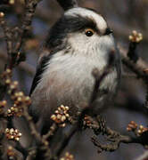 Long-tailed Tit