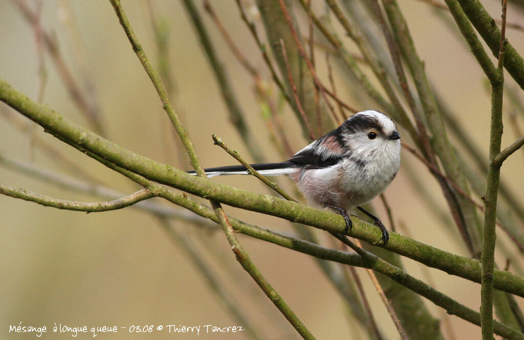 Long-tailed Tit