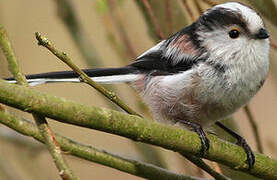 Long-tailed Tit