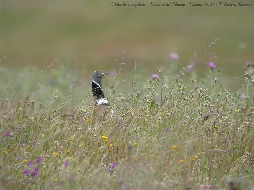 Little Bustard