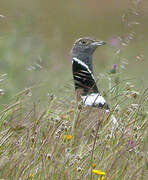 Little Bustard