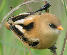 Bearded Reedling