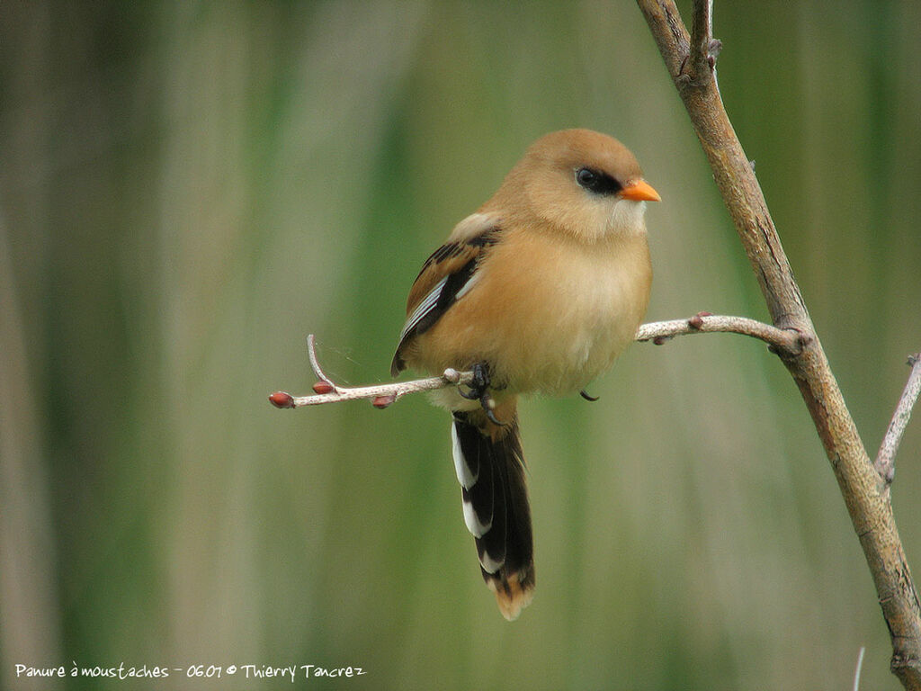 Bearded Reedling