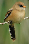 Bearded Reedling