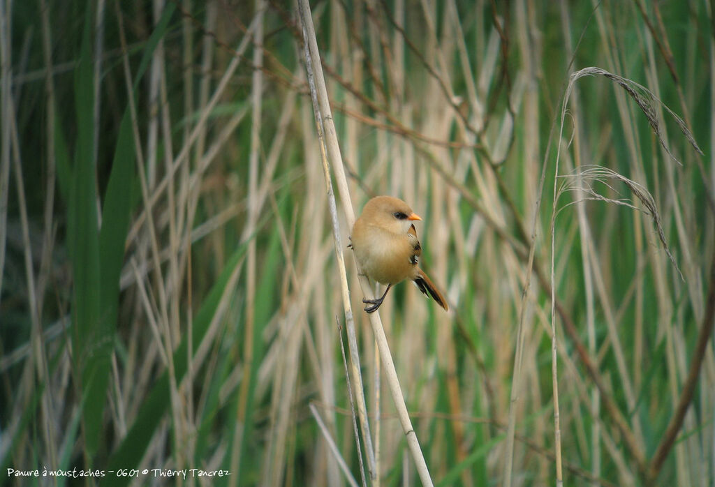 Bearded Reedling