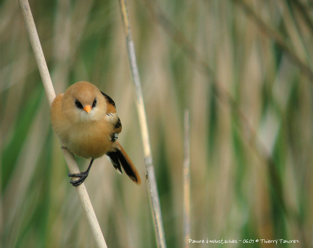 Bearded Reedling