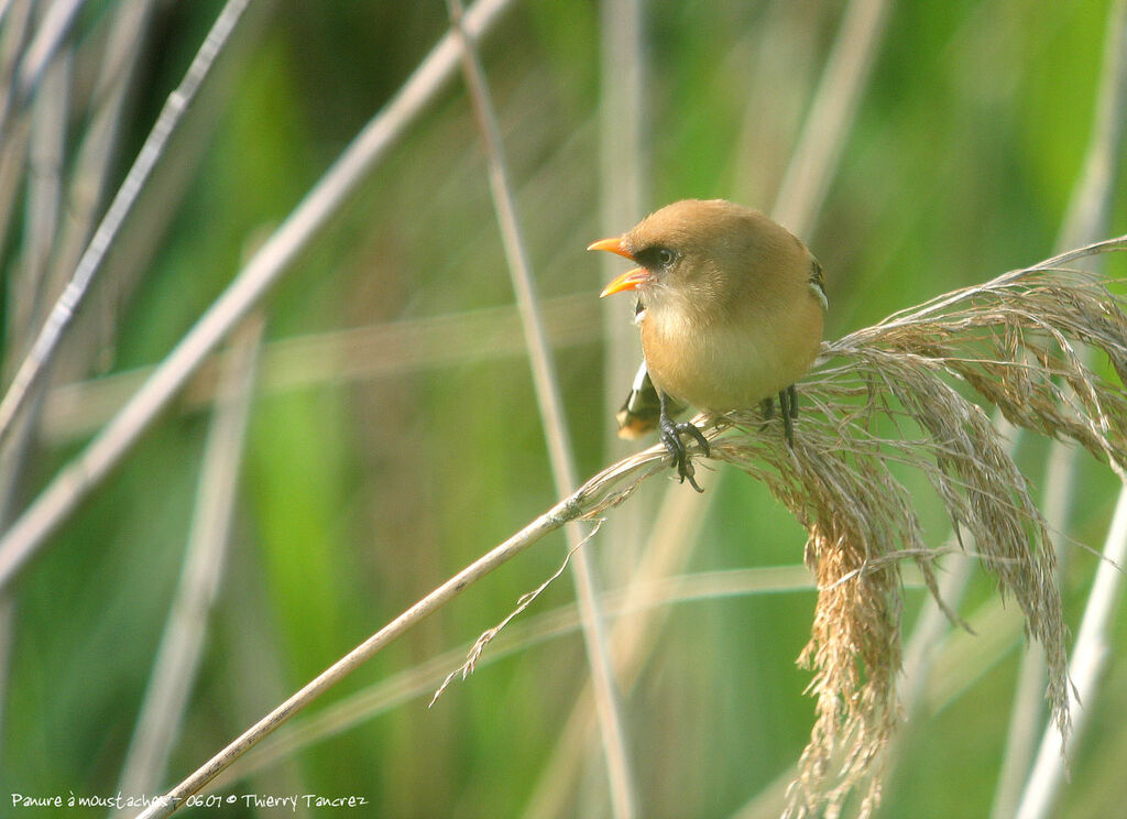 Bearded Reedling