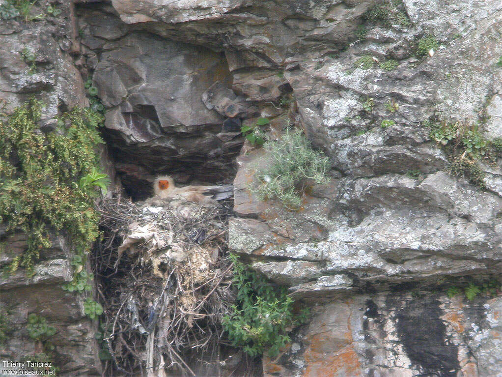 Percnoptère d'Égypteadulte, habitat, Nidification