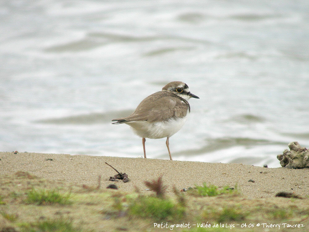 Little Ringed Plover