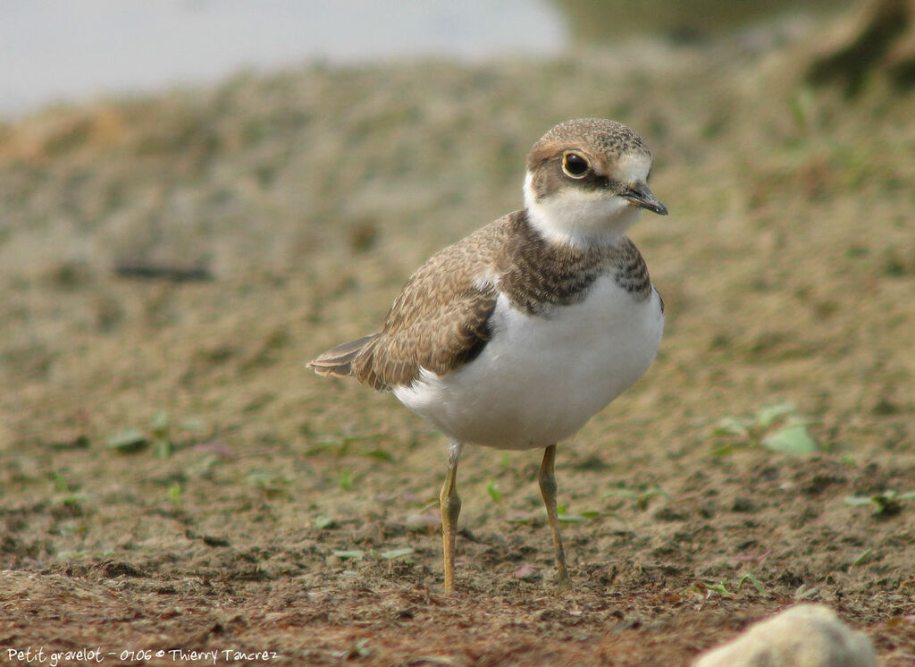 Little Ringed Plover