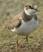 Little Ringed Plover