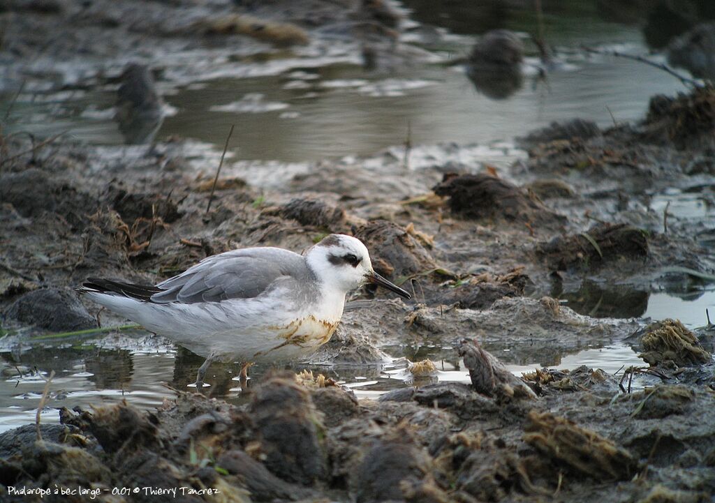 Phalarope à bec large