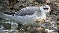 Phalarope à bec large