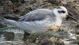 Phalarope à bec large