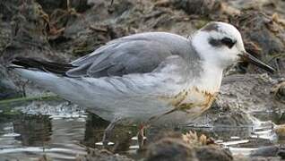 Red Phalarope