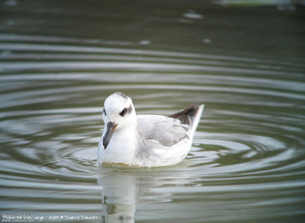 Phalarope à bec largeadulte internuptial, portrait