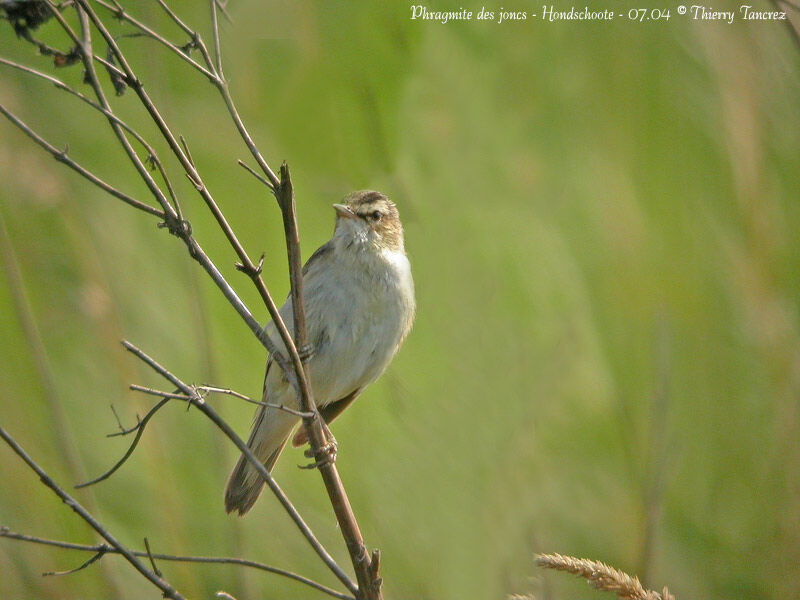 Sedge Warbler