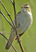 Sedge Warbler