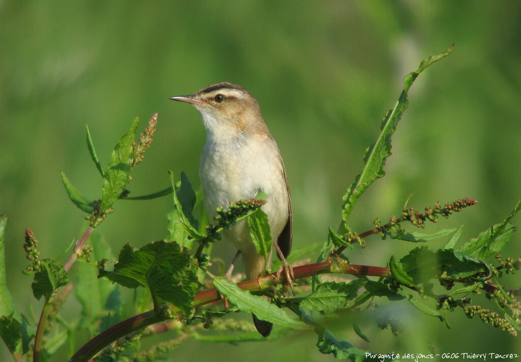 Sedge Warbler