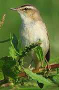 Sedge Warbler