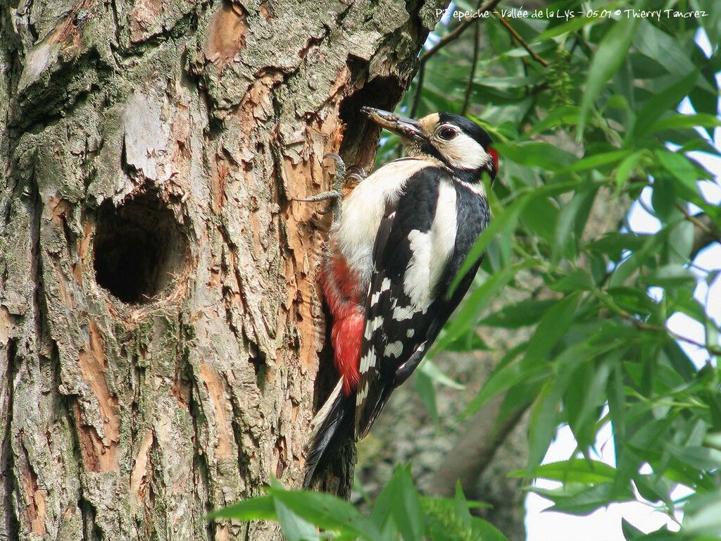 Great Spotted Woodpecker