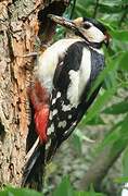 Great Spotted Woodpecker