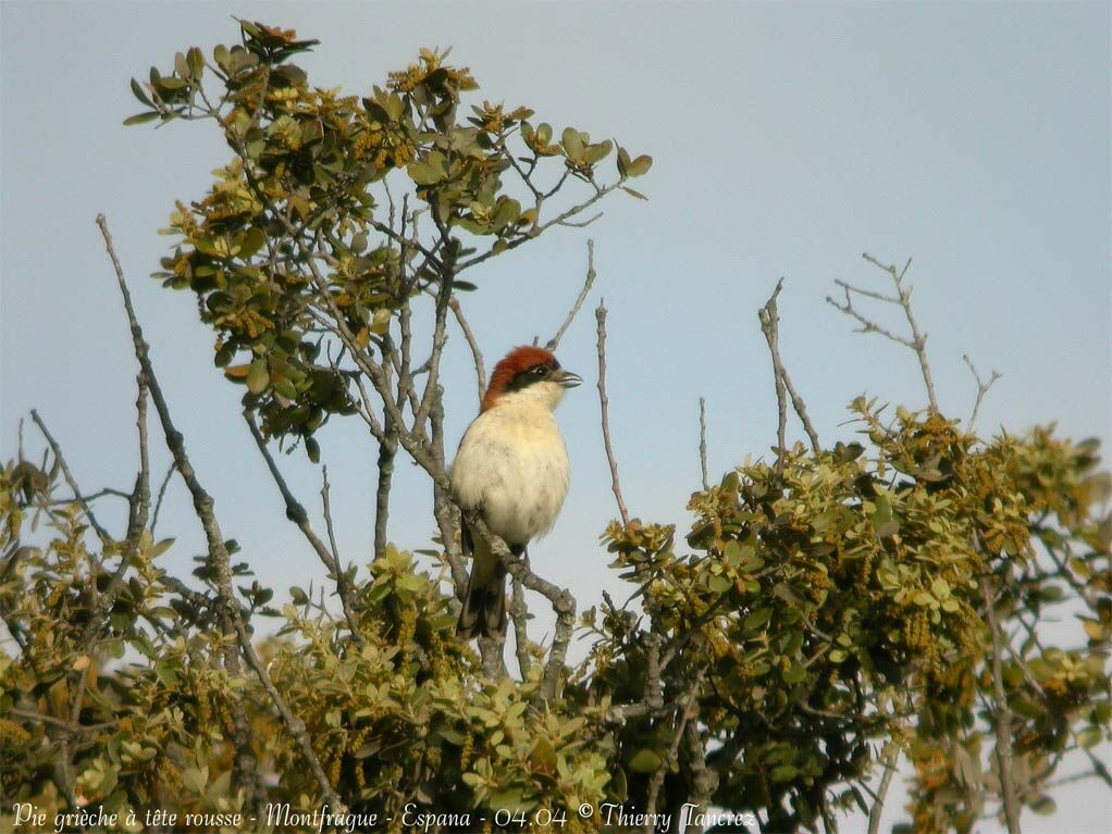 Woodchat Shrike