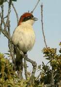 Woodchat Shrike