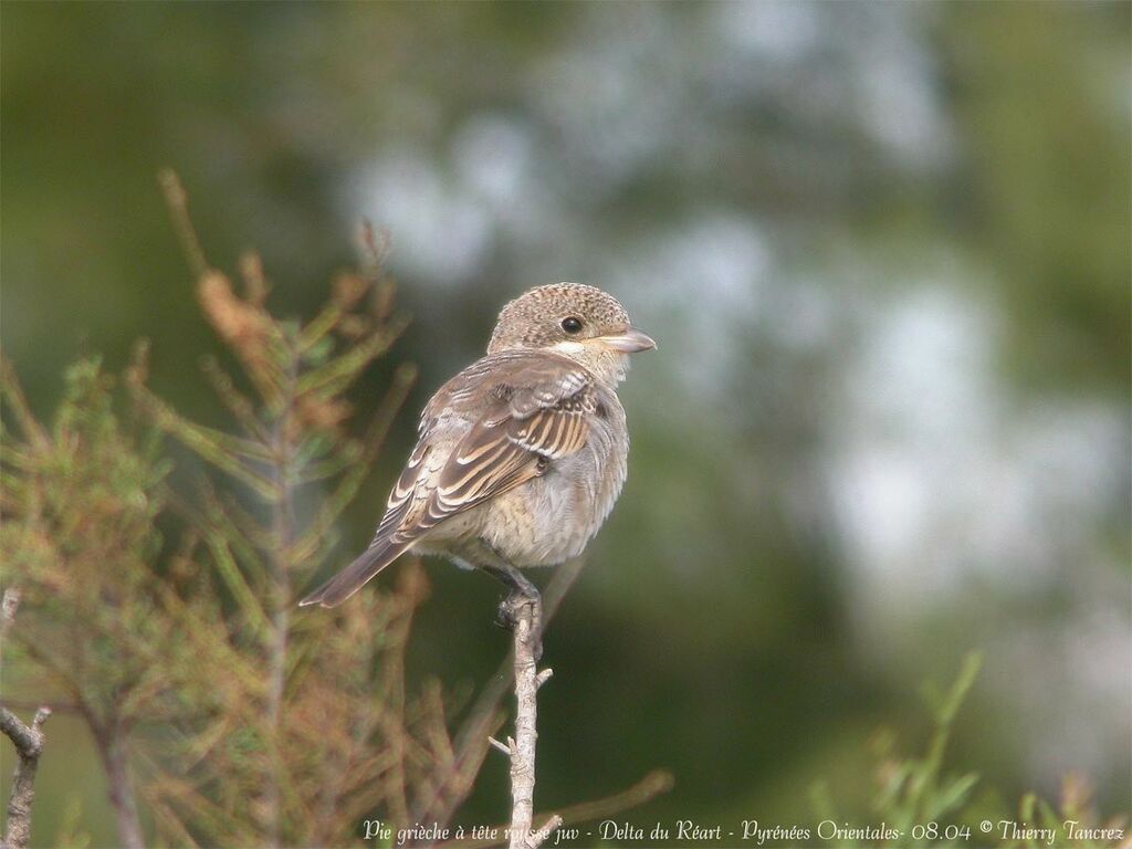 Woodchat Shrike