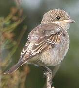 Woodchat Shrike