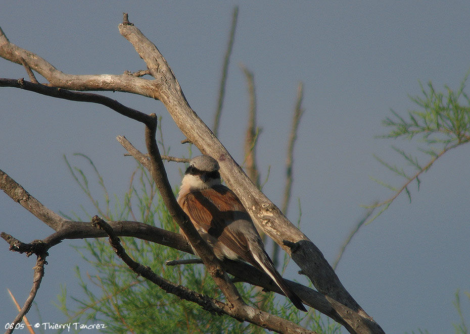 Red-backed Shrike