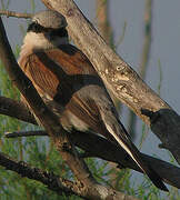 Red-backed Shrike