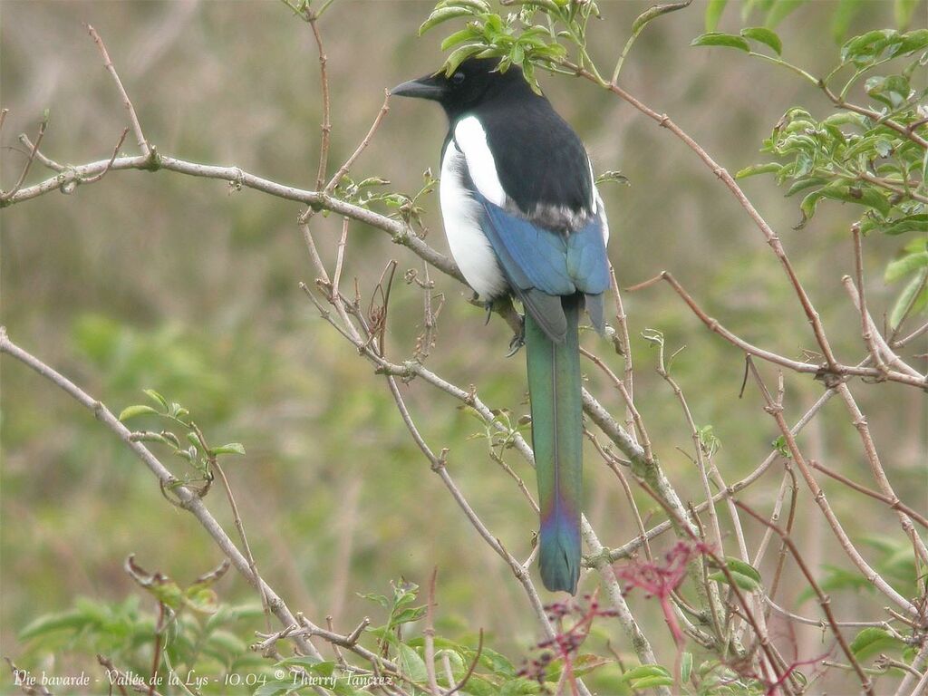 Eurasian Magpie