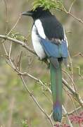 Eurasian Magpie