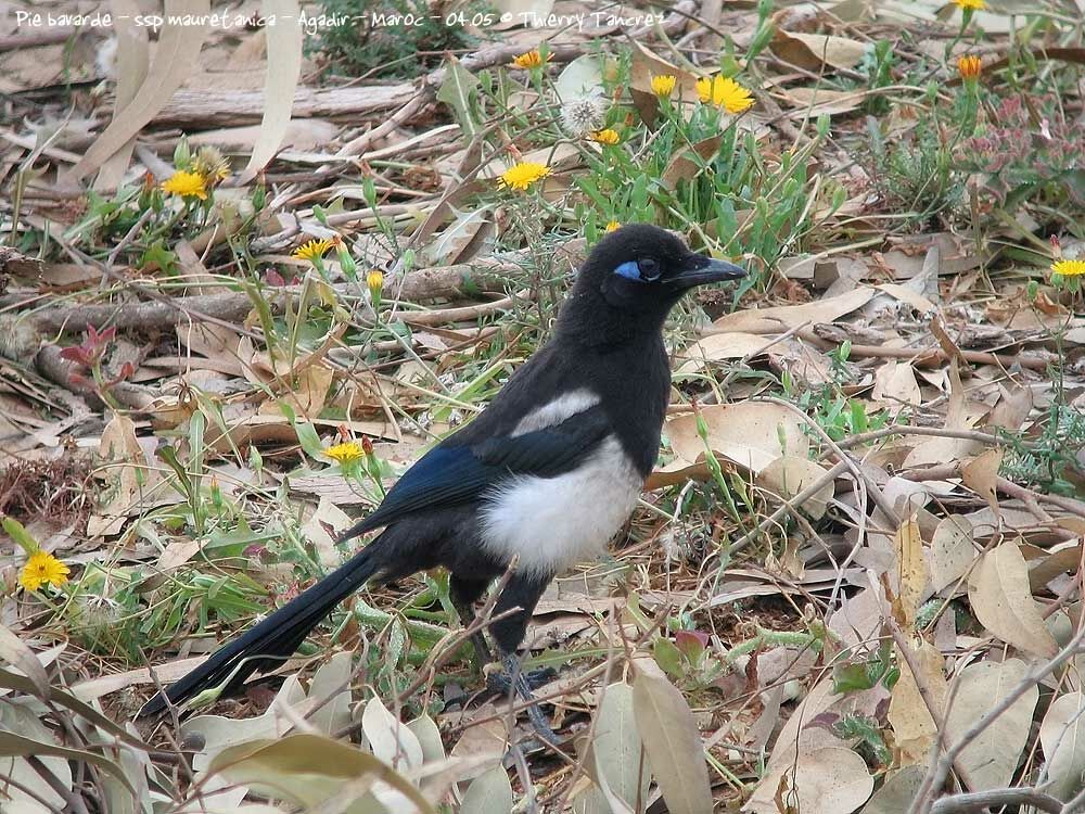 Eurasian Magpie