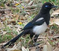 Eurasian Magpie