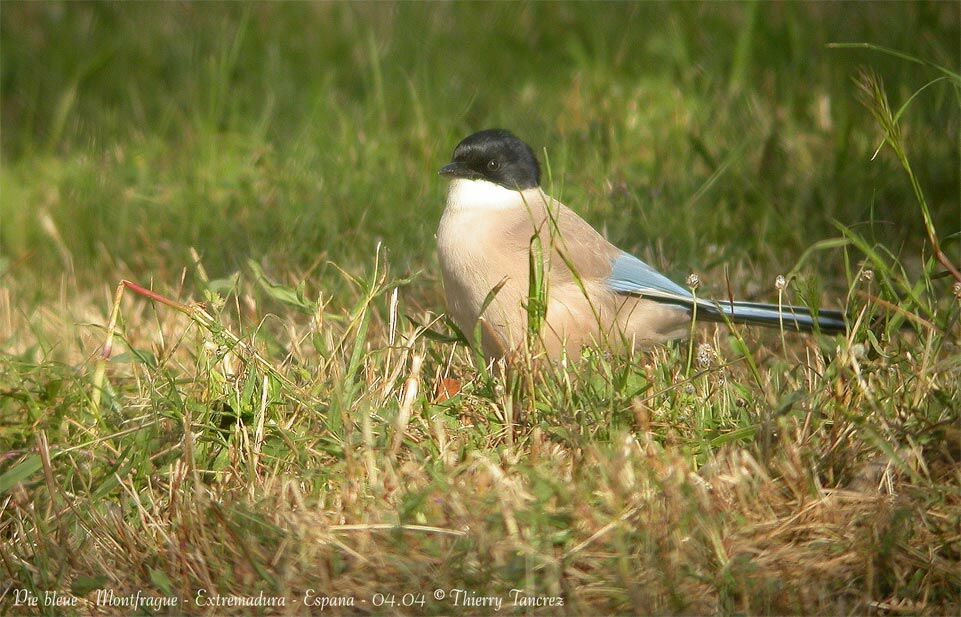 Iberian Magpie