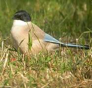 Iberian Magpie