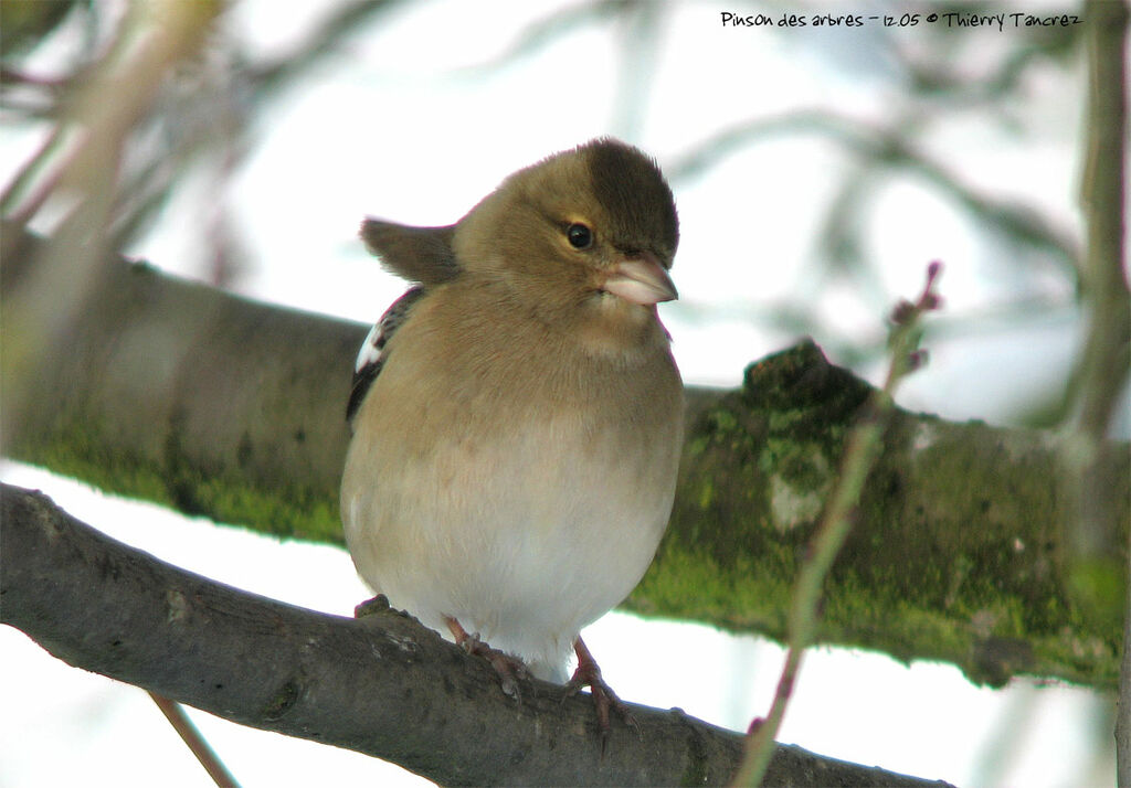 Common Chaffinch