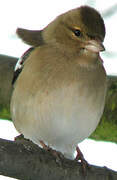 Eurasian Chaffinch