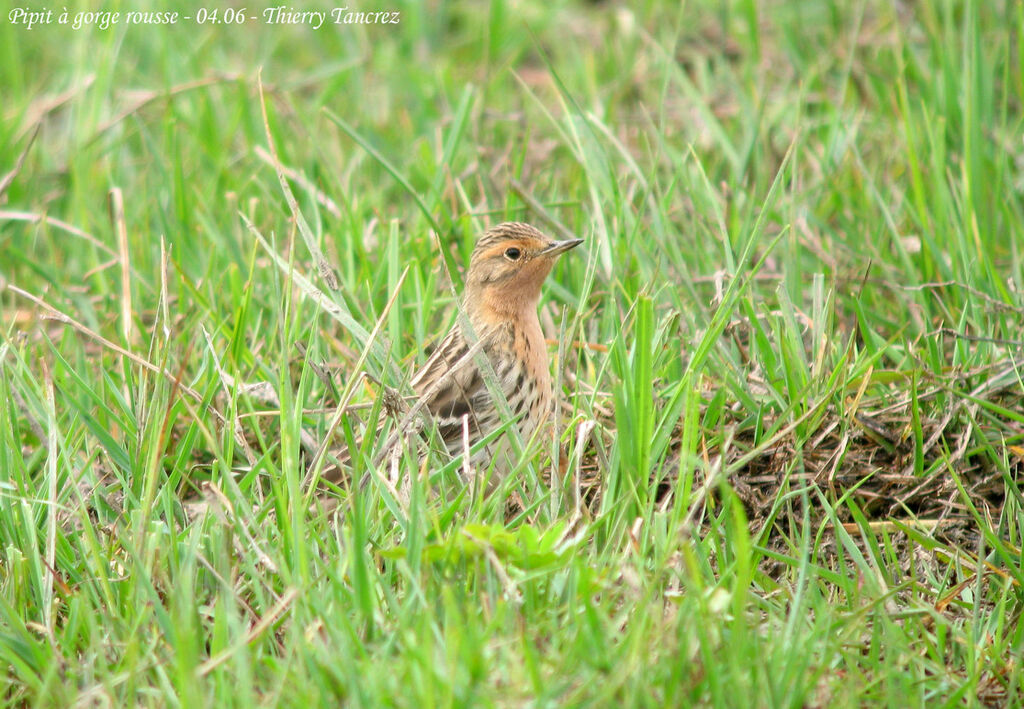 Red-throated Pipit