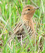 Pipit à gorge rousse