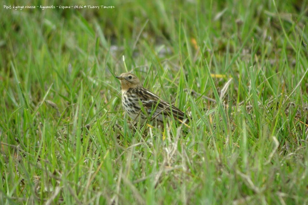 Pipit à gorge rousse