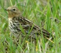 Red-throated Pipit