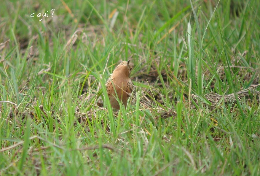 Pipit à gorge rousse